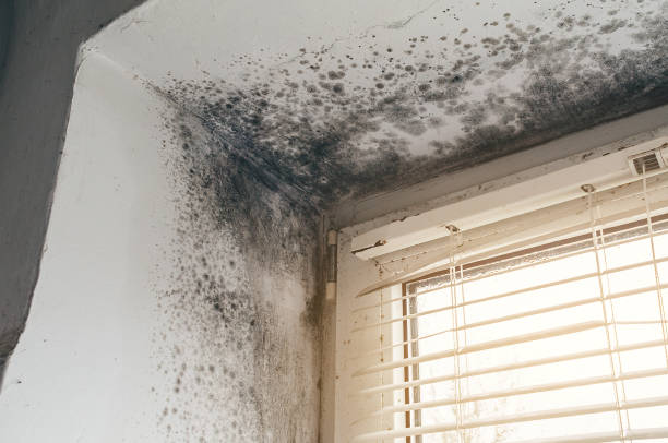 Affordable Black Mold Remediation solutions in Saint Johns, FL